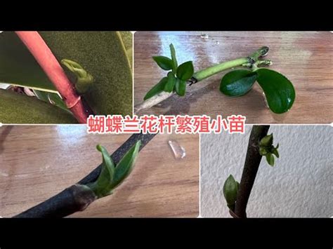 迷你蘭花|迷你蘭花品種辨識方法